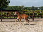 Pony hengst te koop!, Dieren en Toebehoren, Merrie, Niet van toepassing, Springpony, 0 tot 2 jaar
