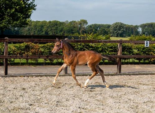 Pony hengst te koop!, Dieren en Toebehoren, Pony's, Merrie, Niet van toepassing, D pony (1.37m tot 1.48m), Springpony, 0 tot 2 jaar