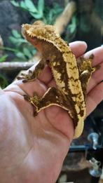 Crested gecko wimpergekko man, Hagedis, 0 tot 2 jaar