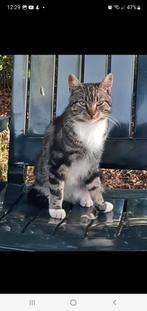 Cyperse kater VERMIST, Kessel LB, BELONING, Dieren en Toebehoren, 0 tot 2 jaar