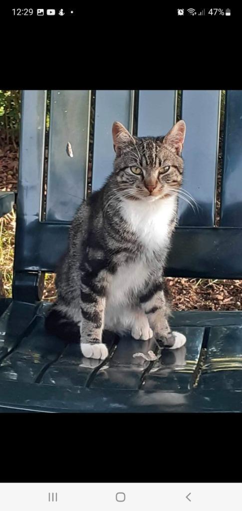VERMIST cypers kat, Kessel LB, BELONING voor hulp met vinden, Dieren en Toebehoren, Katten en Kittens | Dekkaters, 0 tot 2 jaar