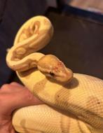 Koningspythons, Slang, 3 tot 6 jaar