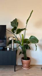 Mooie grote strelitzia, Huis en Inrichting, Kamerplanten, Ophalen, Overige soorten, Halfschaduw, 150 tot 200 cm