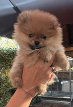Heel klein pomeriaan teefje met de hand groot gebracht, Dieren en Toebehoren, Honden | Chihuahua's en Gezelschapshonden, Rabiës (hondsdolheid)