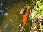 2 Koi karpers, Dieren en Toebehoren, Vissen | Vijvervissen, Karper of Koi