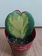 Hoya Kerrii F. Variegata - Hartjesplant H: 12 cm., Ophalen, Vetplant, Halfschaduw, Minder dan 100 cm