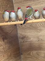 Dornastrilde, Dieren en Toebehoren, Meerdere dieren, Tropenvogel, Geringd