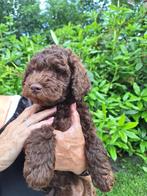 prachtige medium labradoodle pups, Dieren en Toebehoren, Honden | Retrievers, Spaniëls en Waterhonden, Overige rassen, 8 tot 15 weken