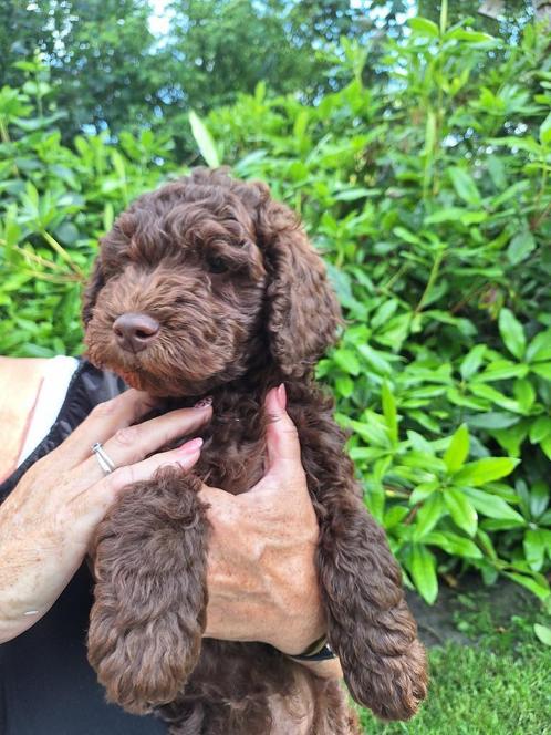 prachtige medium labradoodle pups, Dieren en Toebehoren, Honden | Retrievers, Spaniëls en Waterhonden, Meerdere dieren, Overige rassen