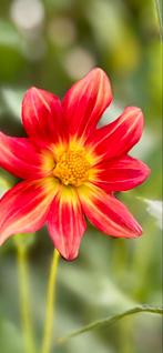 Dahlia 47, Ophalen, Overige soorten, Volle zon