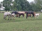 Appaloosa"s :Jaarlingen en veulens te koop, Dieren en Toebehoren, Meerdere dieren, Onbeleerd, Gechipt, 0 tot 2 jaar
