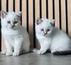Heel mooi blue Point britse korthaar katertje en poesje❤️❤️, Dieren en Toebehoren, Katten en Kittens | Raskatten | Korthaar, Meerdere dieren