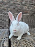 Wit konijn, Dieren en Toebehoren, Vrouwelijk