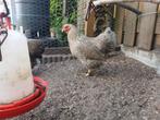 2 leg kippen, Vrouwelijk, Kip