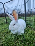 Magnum zoekt een huisje! (Gevaccineerd), Dieren en Toebehoren, Konijnen, Vrouwelijk, Groot, 0 tot 2 jaar