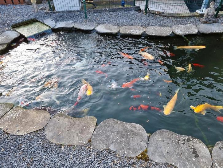 Complete koi vijver te koop aangeboden, Tuin en Terras, Vijvers, Zo goed als nieuw, Ophalen of Verzenden