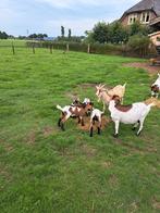 Mooie gezonde bonte dek bokjes, Dieren en Toebehoren, Schapen, Geiten en Varkens, Mannelijk, Geit