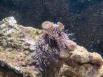 Zee egel zeeaquarium, Kreeft, Krab of Garnaal, Zoutwatervis, Schoolvis