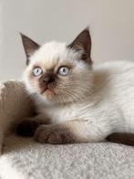 Lieve britse korthaar, Poes