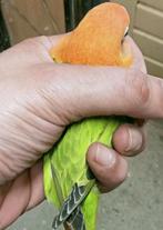 Prachtige jonge agapornis fisheri opaline dilute groen, Meerdere dieren, Dwergpapegaai of Agapornis, Geringd