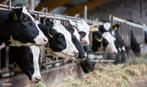 Diverse soorten hooi te koop bij Stouten Fourage, Dieren en Toebehoren, Dierenvoeding, Ophalen of Verzenden, Vee