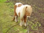 Gezocht weiland te huur voor 2 pony s Eindhoven + max 15 km, Dieren en Toebehoren, Mannelijk, Schaap