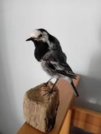 Opgezette witte kwikstaart, Ophalen, Nieuw, Vogel, Opgezet dier