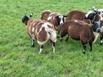Bonte schapen, Dieren en Toebehoren, Schapen, Geiten en Varkens, Mannelijk, Schaap