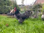 Australorp meerkleurige haan handtam, Dieren en Toebehoren, Pluimvee, Mannelijk, Kip