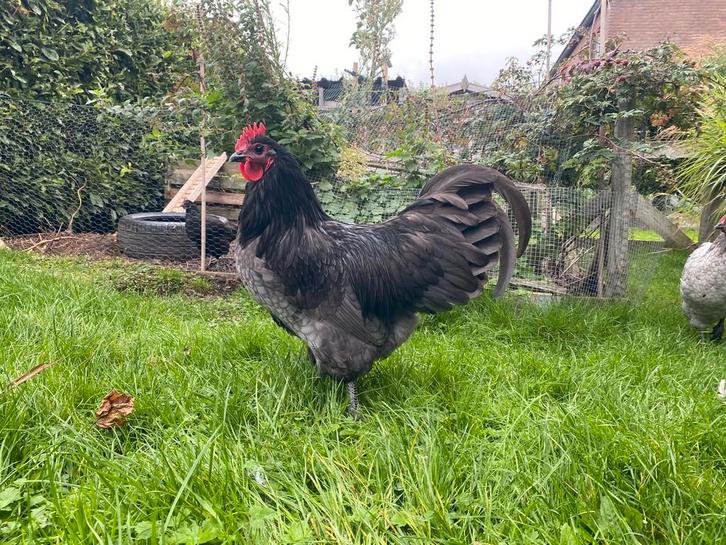 Australorp meerkleurige haan handtam, Dieren en Toebehoren, Pluimvee, Kip, Mannelijk
