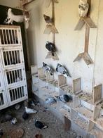 Overtollige jonge kanarias, Dieren en Toebehoren, Meerdere dieren, Kropper