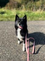 Pomsky vrouwtje 2 jaar zoekt gouden mandje, Dieren en Toebehoren, Honden | Poolhonden, Keeshonden en Oertypen, Overige rassen
