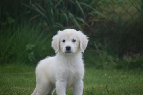 Golden retriever pups, Dieren en Toebehoren, Honden | Retrievers, Spaniëls en Waterhonden, Meerdere dieren, Golden retriever, Fokker | Professioneel