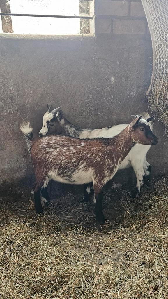 Dwerg geitjes, Dieren en Toebehoren, Schapen, Geiten en Varkens, Geit, Mannelijk