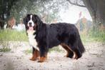 Berner sennen dekreu, Rabiës (hondsdolheid), Reu, Meerdere, 3 tot 5 jaar