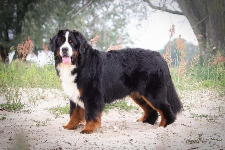 Berner sennen dekreu, Dieren en Toebehoren, Honden | Dekreuen, Reu, Fokker | Hobbymatig, Meerdere, Nederland, 3 tot 5 jaar, CDV (hondenziekte)