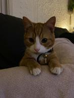 Twee lieve katten zoeken nieuw huisje, Dieren en Toebehoren, Katten en Kittens | Dekkaters, 3 tot 5 jaar