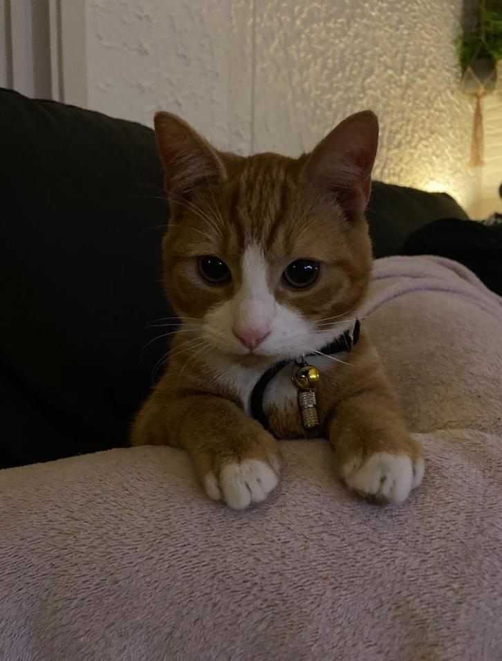 Twee lieve katten zoeken nieuw huisje, Dieren en Toebehoren, Katten en Kittens | Dekkaters, 3 tot 5 jaar