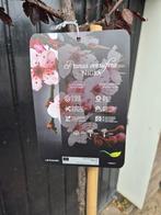 Roodbladerige kerspruim hoogstam boom, Lente, 100 tot 250 cm, Volle zon, In pot