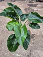 Philodendron Green Valley XXL p27, Huis en Inrichting, Kamerplanten, Ophalen of Verzenden, Halfschaduw, Minder dan 100 cm
