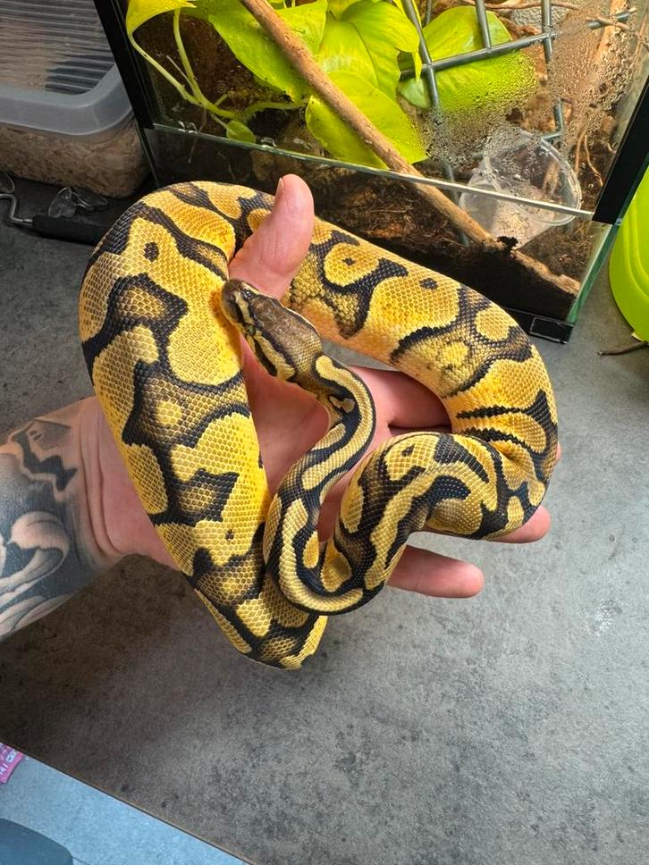 Ball python kweekgroep hypo/desert ghost/piebald pTH, Dieren en Toebehoren, Reptielen en Amfibieën, Slang, 0 tot 2 jaar
