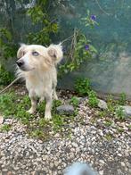 Kokoni Gustavo kan maandag naar Nederland, Dieren en Toebehoren, Honden | Niet-rashonden, 1 tot 2 jaar, Buitenland, Parvo, Eén hond