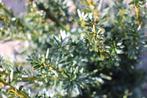 Taxus ‘Hillii’ / Taxus x media ‘Hillii’, Ophalen of Verzenden, Taxus, Haag, Minder dan 100 cm