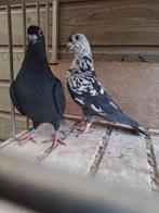 Koppel Kleurpostduiven, Dieren en Toebehoren, Meerdere dieren, Postduif