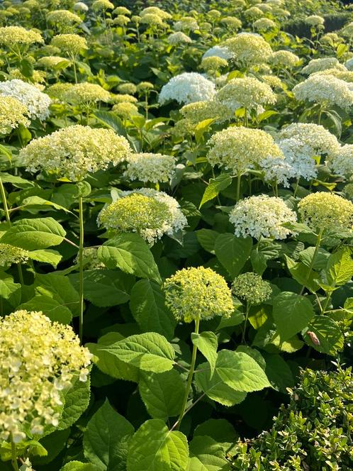 Hortensia Annabelle bloeit met witte bloemen Hydrangea, Tuin en Terras, Planten | Tuinplanten, Vaste plant, Overige soorten, Halfschaduw