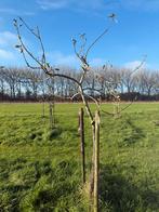 Appelboom Hoogstam Karmijn de Sonnaville - Zeist, Tuin en Terras, Planten | Bomen, Volle zon, Lente, 250 tot 400 cm, Overige soorten