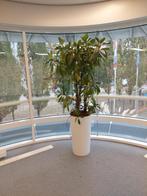 Bloempot met plant, Tuin en Terras, Bloempotten, Kunststof, Gebruikt, Rond, 70 cm of meer