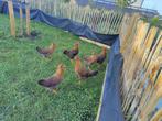 kippen, Meerdere dieren, Kip
