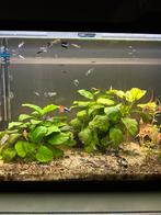 Uitgeselecteerd guppen blauw/paars, Dieren en Toebehoren, Vissen | Aquariumvissen, Vis, Zoetwatervis