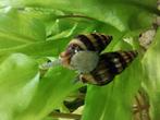 Helena slak (slak etende Slak, Dieren en Toebehoren, Vissen | Aquaria en Toebehoren, Ophalen, Nieuw, Plant(en), Steen of Hout